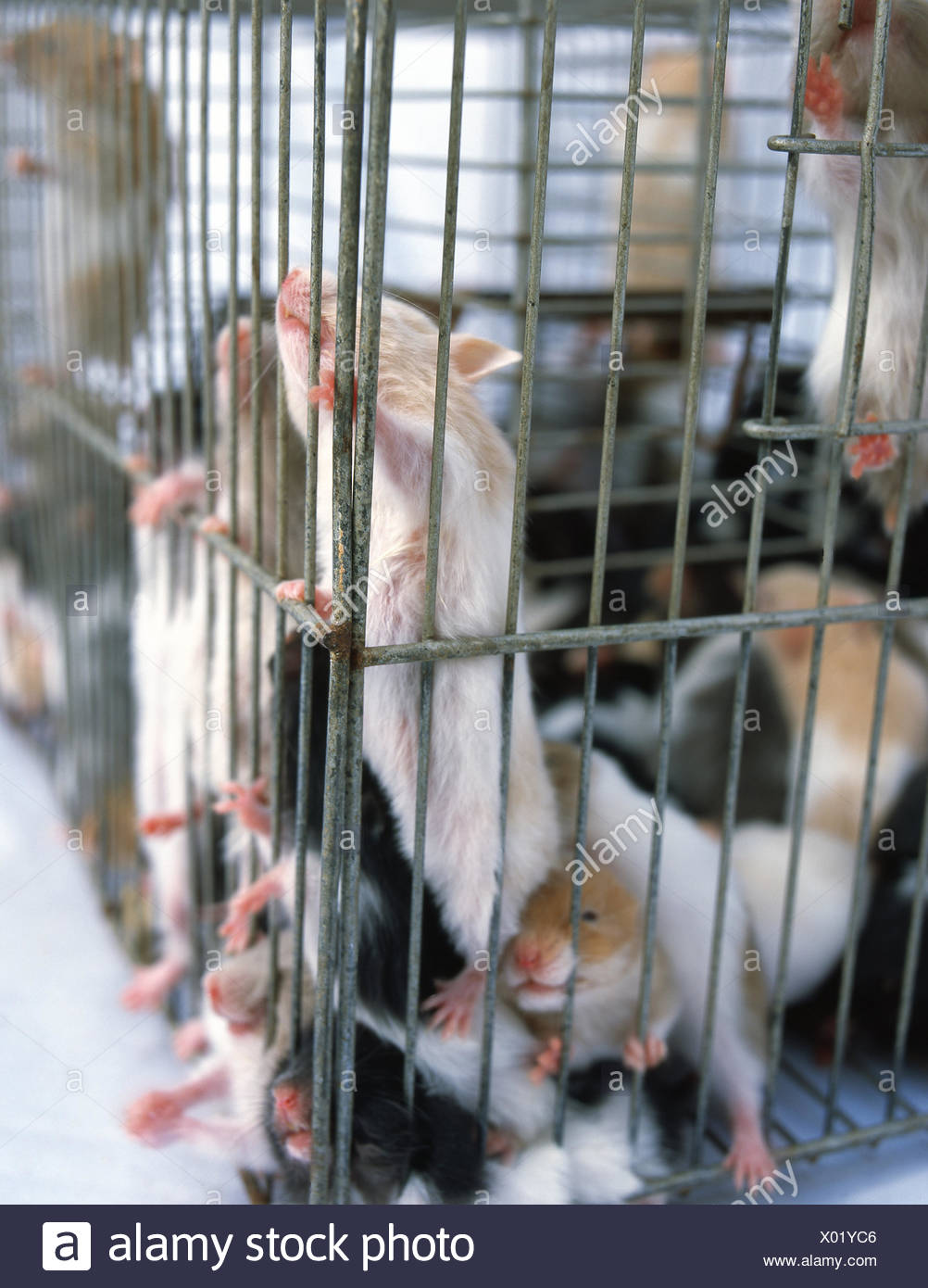 Laboratory Rats Cage High Resolution Stock Photography and Images Alamy