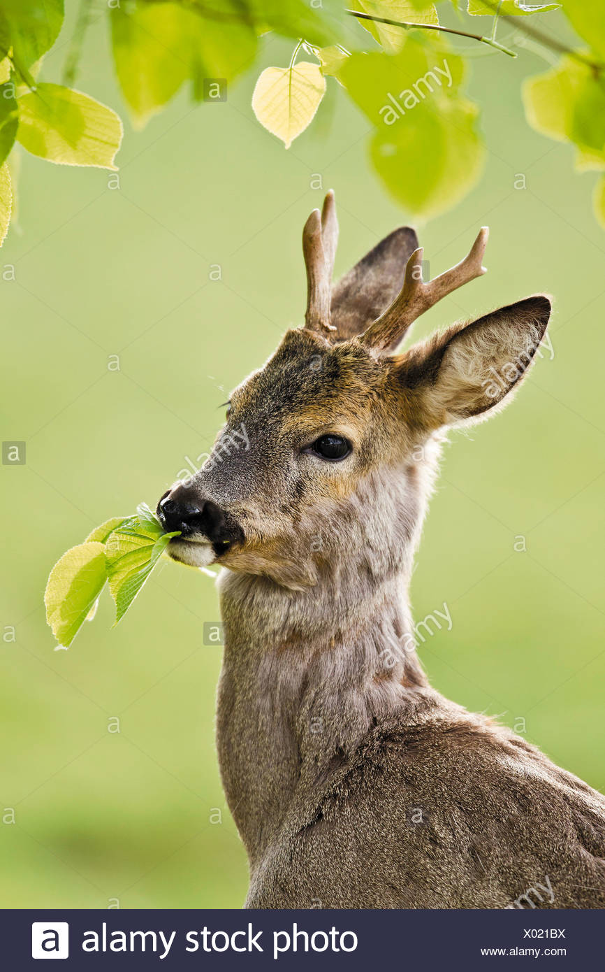 Deer Eating Leaves Stock Photos & Deer Eating Leaves Stock Images Alamy