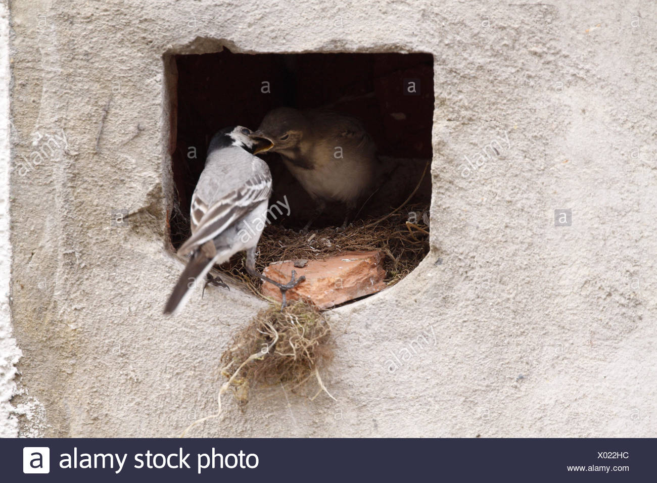 bird birds nest singing-bird bobolinks wagtail stilt bird birds nest feed Stock Photo