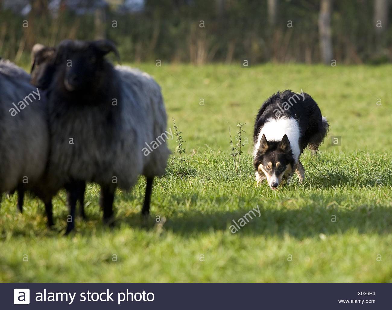 herding Border Collie Stock Photo