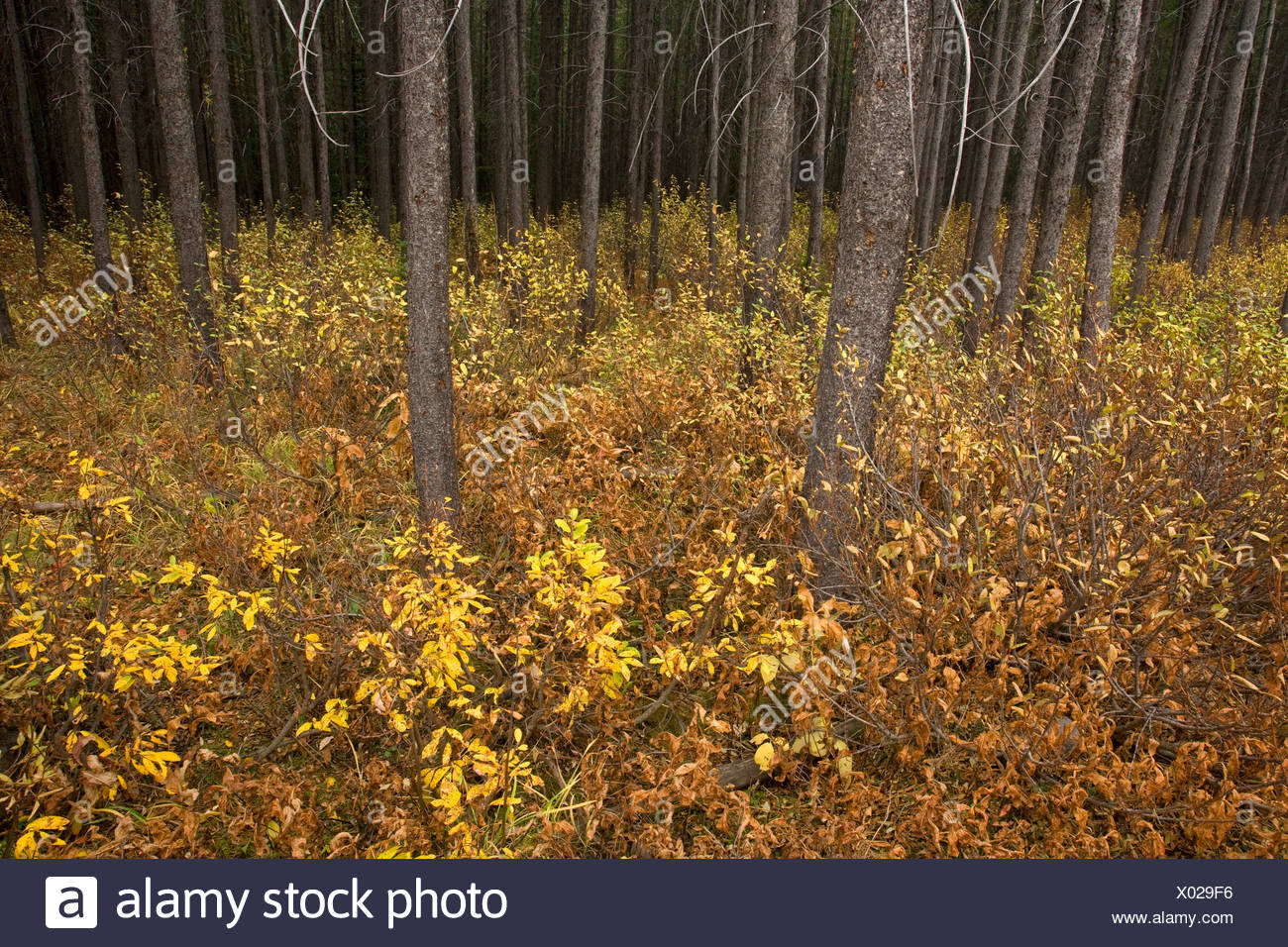 Underbrush High Resolution Stock Photography and Images Alamy