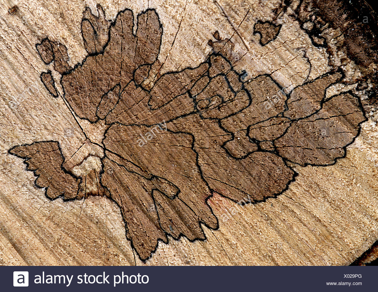 Beech Wood Grain High Resolution Stock Photography And Images Alamy