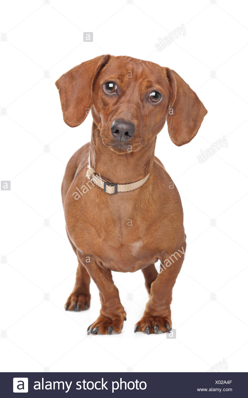 Short Haired Dachshund Dog High Resolution Stock Photography and Images ...
