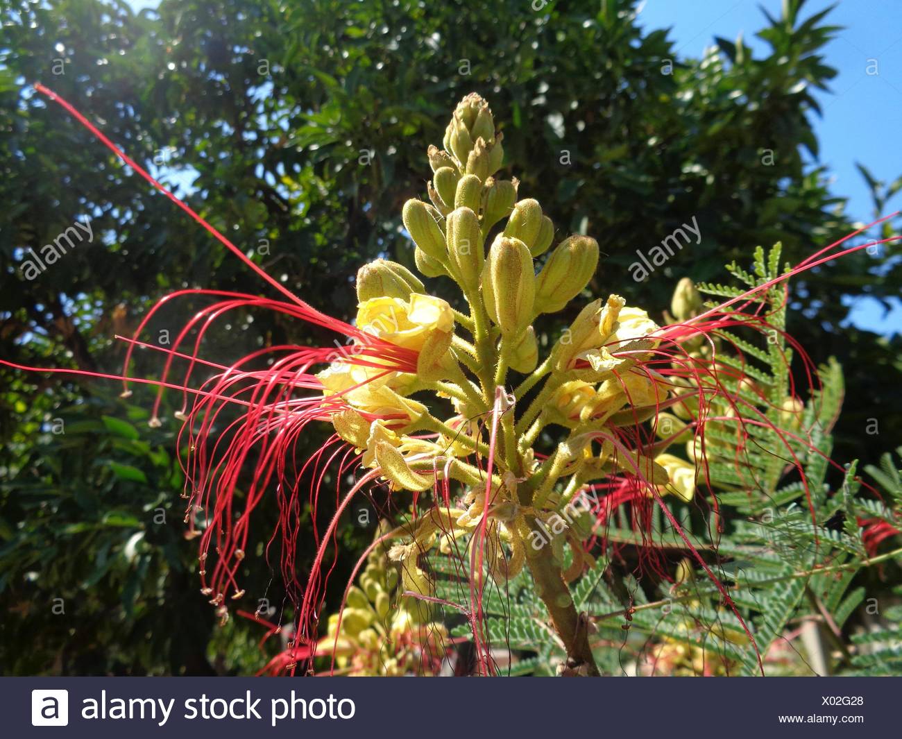 Caesalpinia Gilliesii Stock Photos Caesalpinia Gilliesii