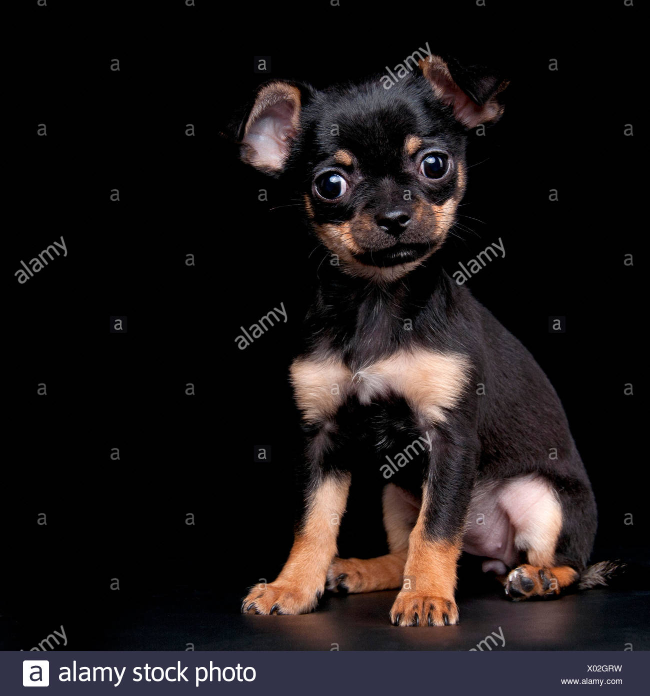 Black And Tan Chihuahua Stock Photos Black And Tan Chihuahua