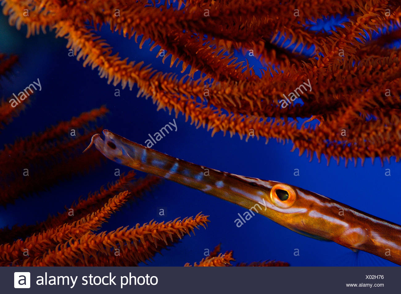Trumpet Fish High Resolution Stock Photography and Images Alamy