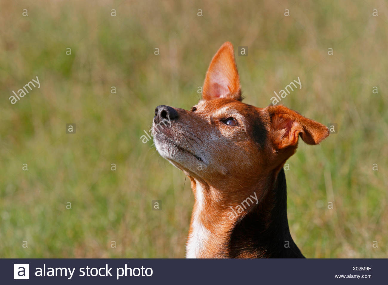 Spitz Mongrel High Resolution Stock Photography And Images Alamy