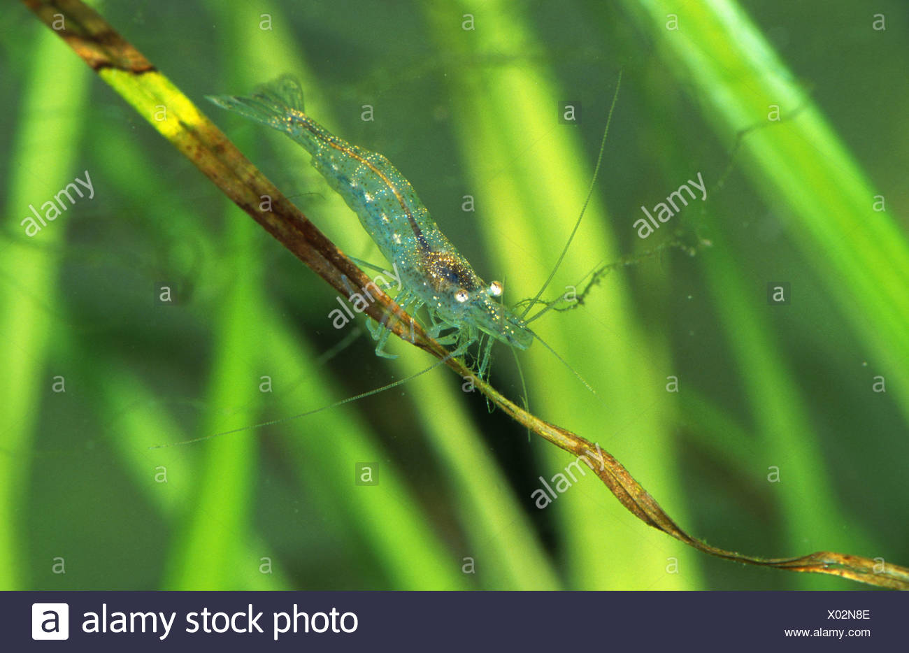 Freshwater Shrimp Atyaephyra Desmaresti High Resolution Stock