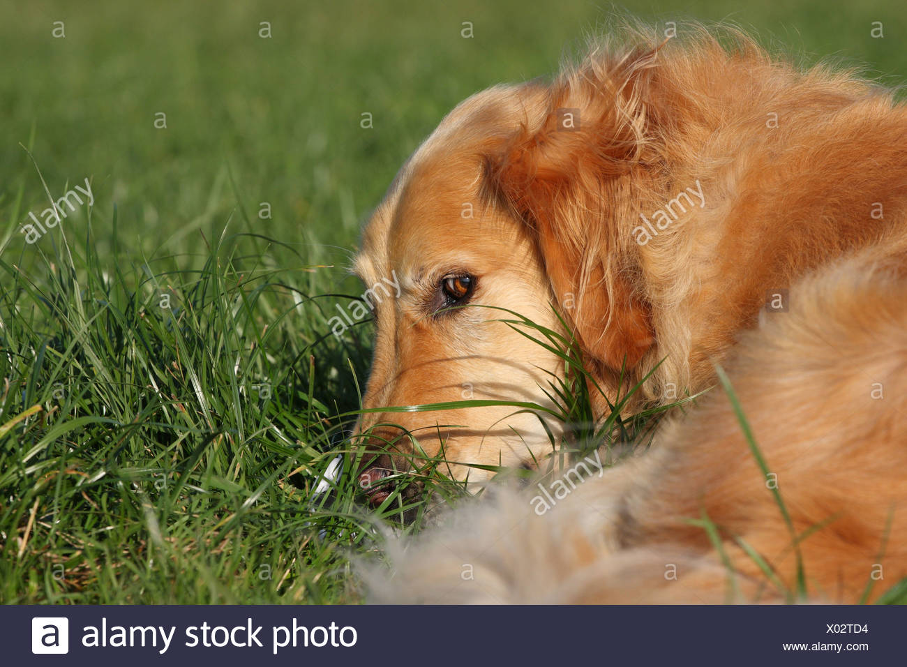 Golden Retriever Lying Down High Resolution Stock Photography and ...