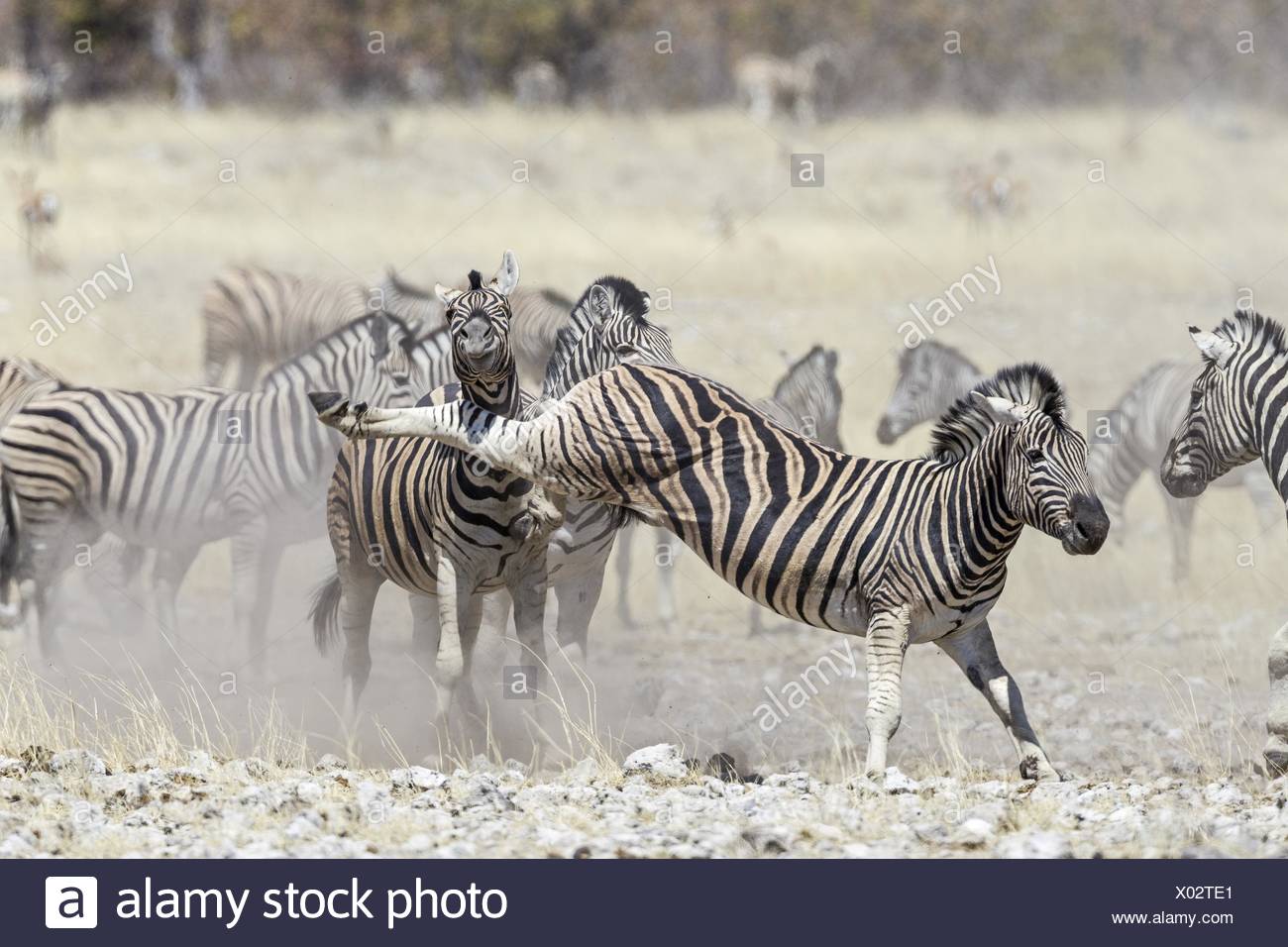 Two Burchell's Zebra Fighting High Resolution Stock Photography and