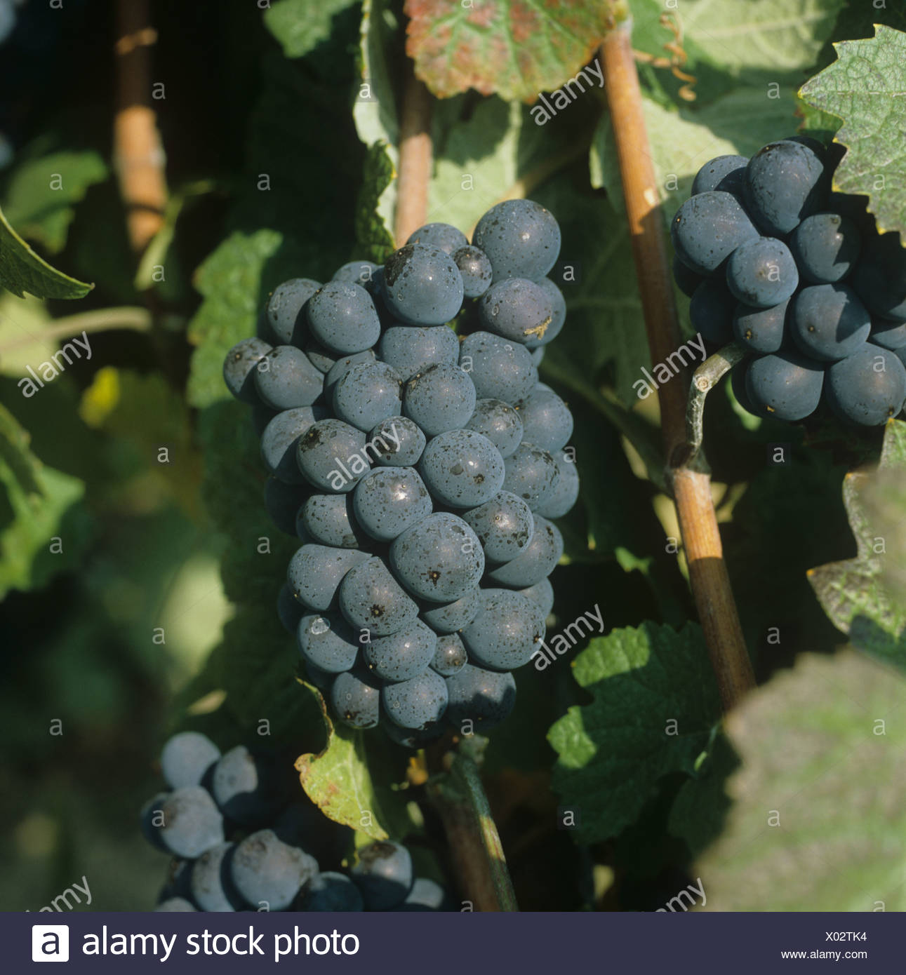 A Meunier High Resolution Stock Photography and Images - Alamy