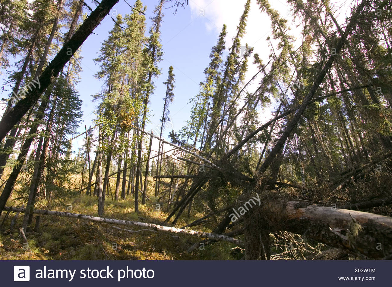 Drunken Forest High Resolution Stock Photography and Images Alamy