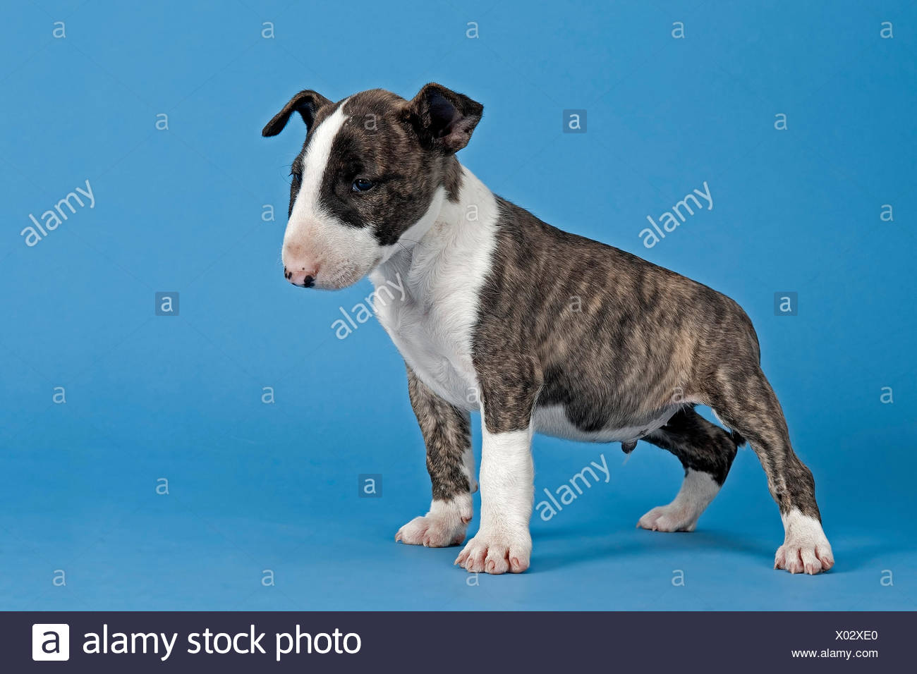 Brindle White Bull Terrier - Photos All Recommendation