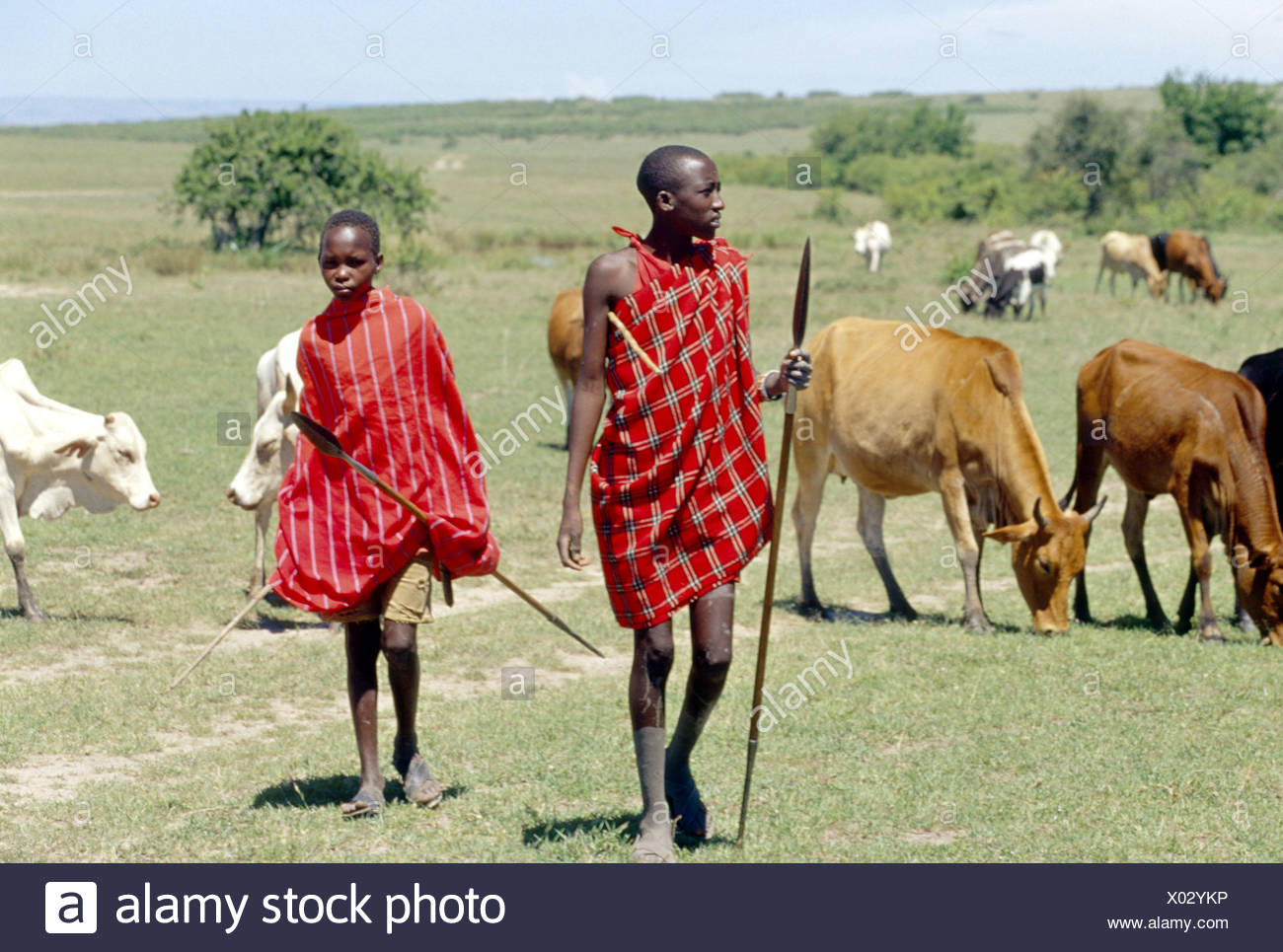 Dairy Farm Kenya Stock Photos & Dairy Farm Kenya Stock Images Alamy