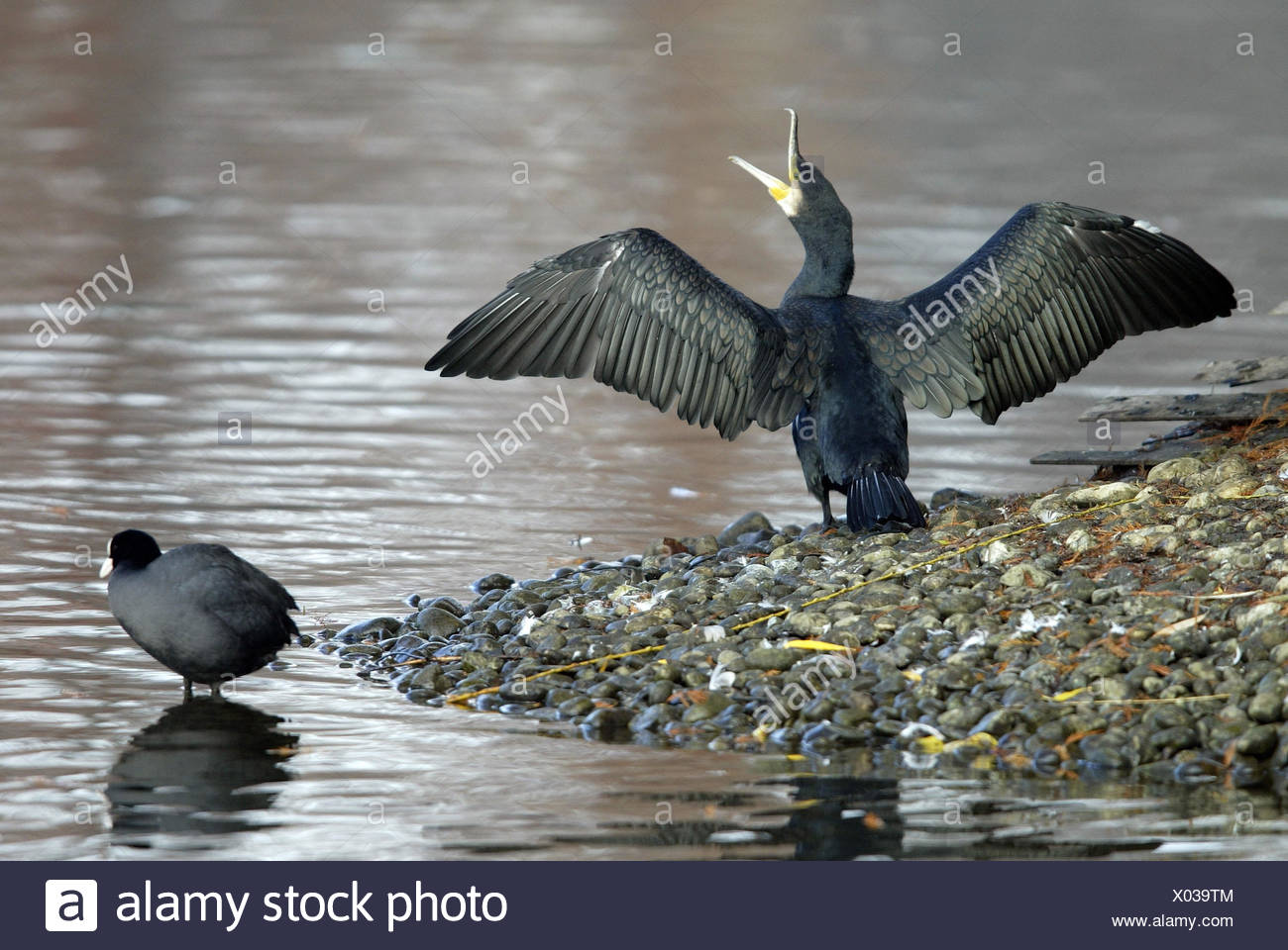 Lakesides Cormorant Phalacrocorax Carbo Wing Spread