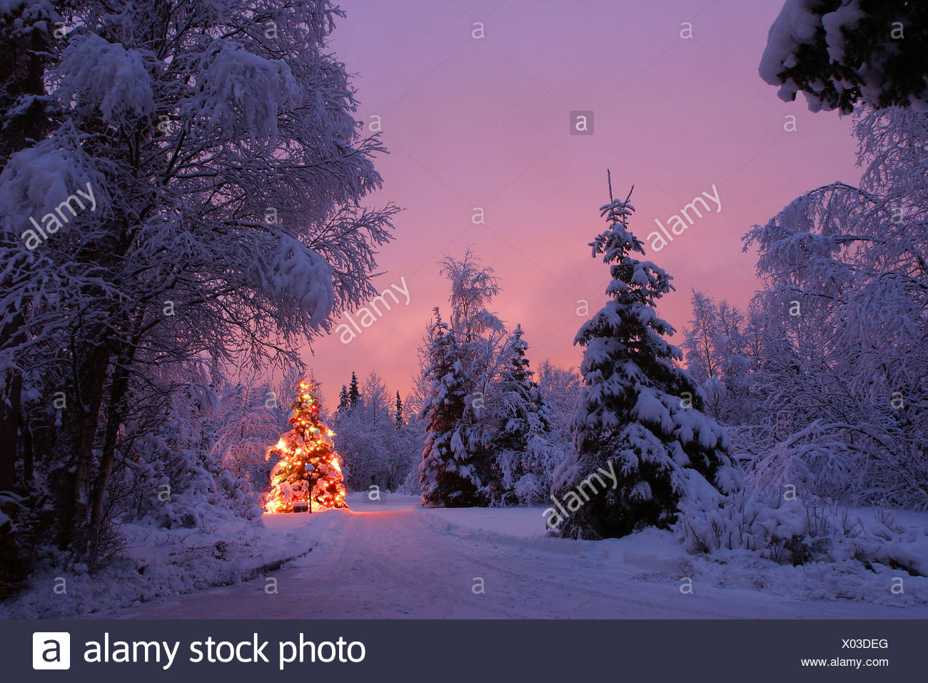 Decorated Christmas Tree Forest Night Stock Photos & Decorated