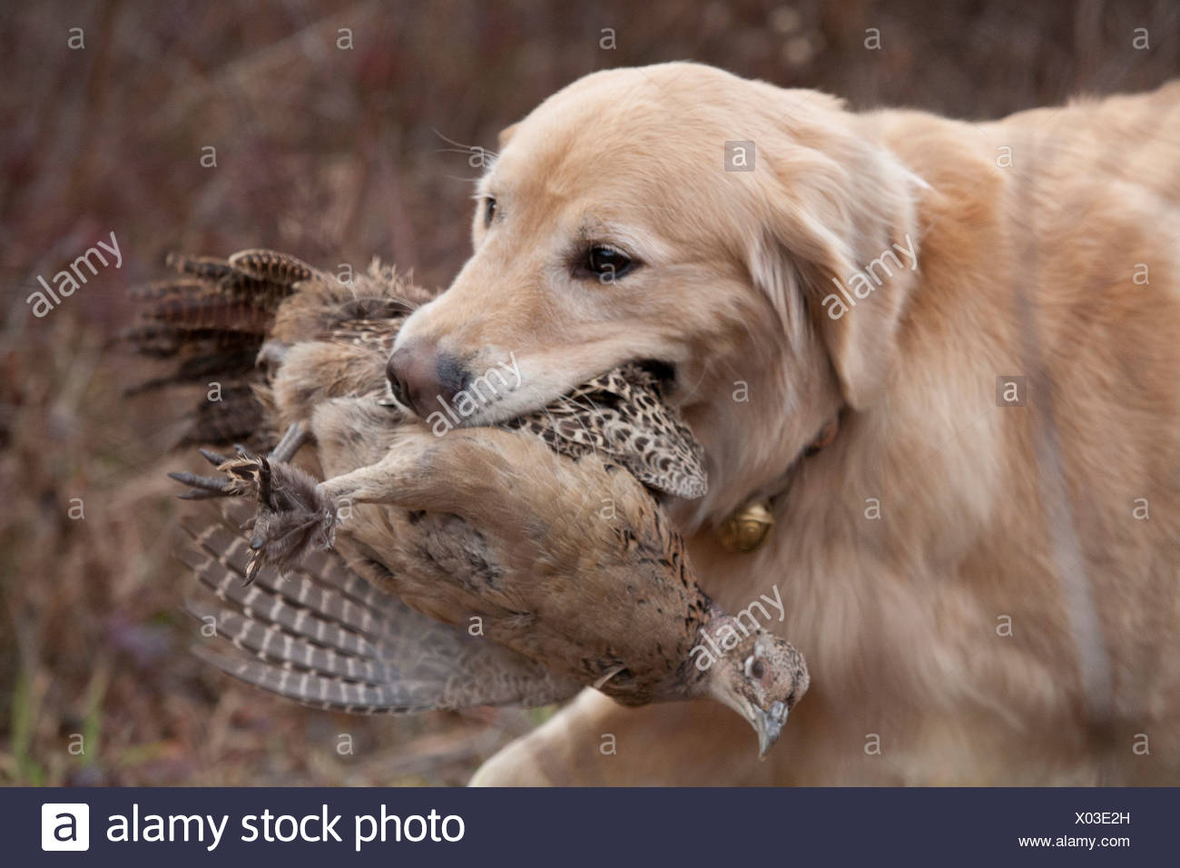 golden retriever bird