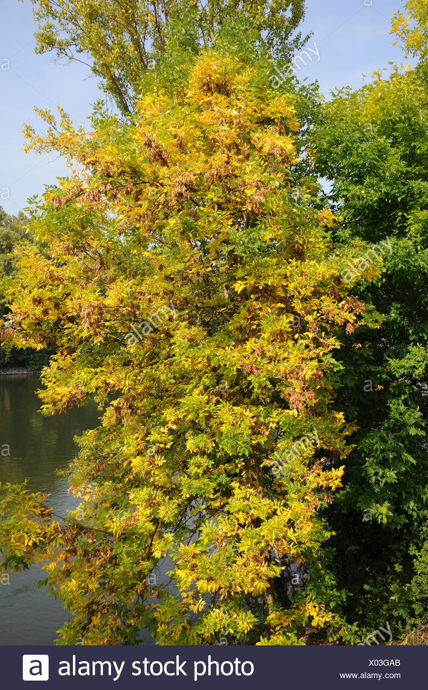 Indian Ash Tree High Resolution Stock Photography and Images - Alamy