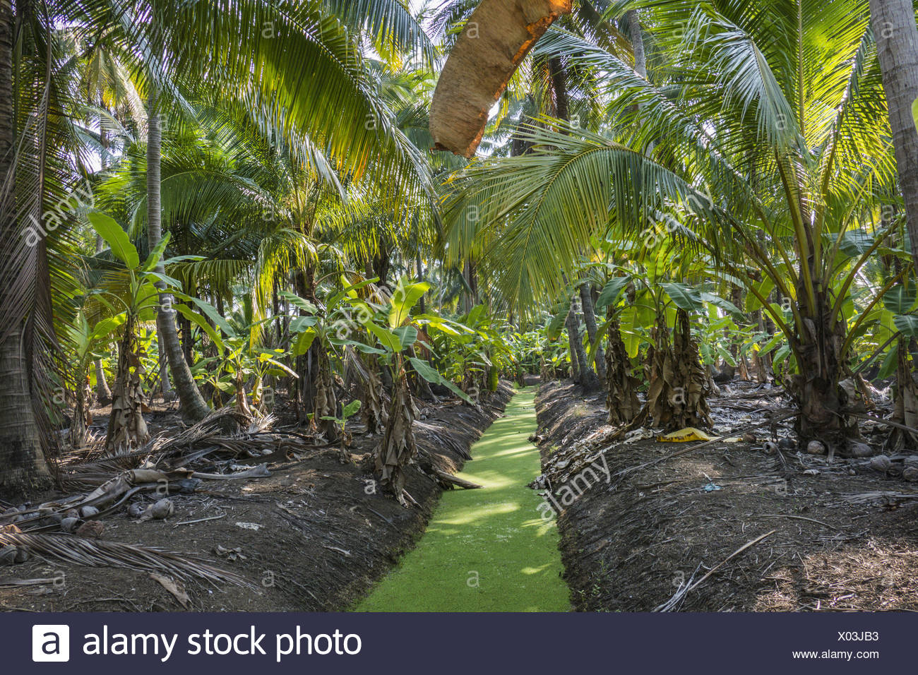 Coconut Plantation Thailand High Resolution Stock Photography and