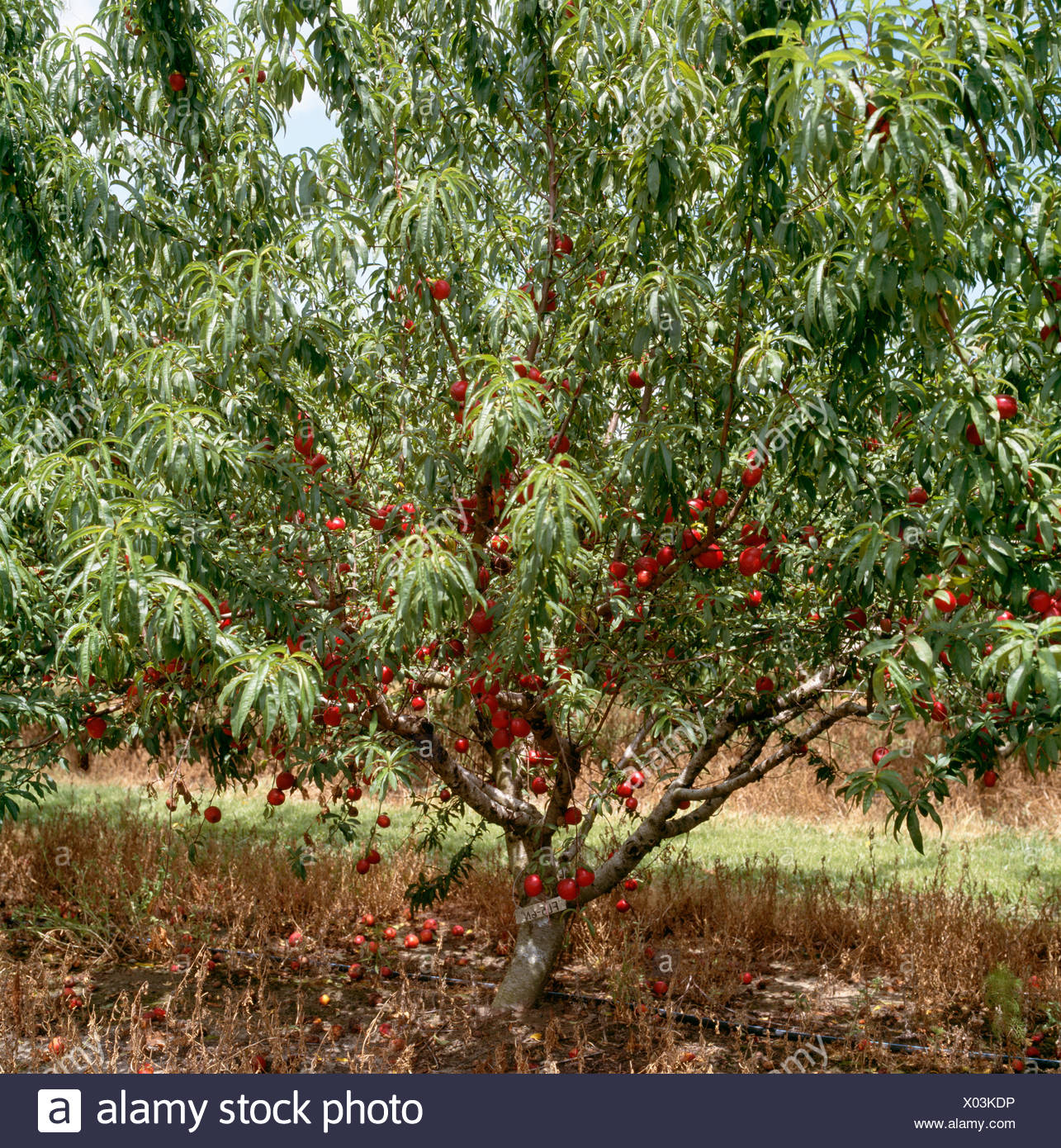 Nectarine Tree Stock Photos & Nectarine Tree Stock Images Alamy