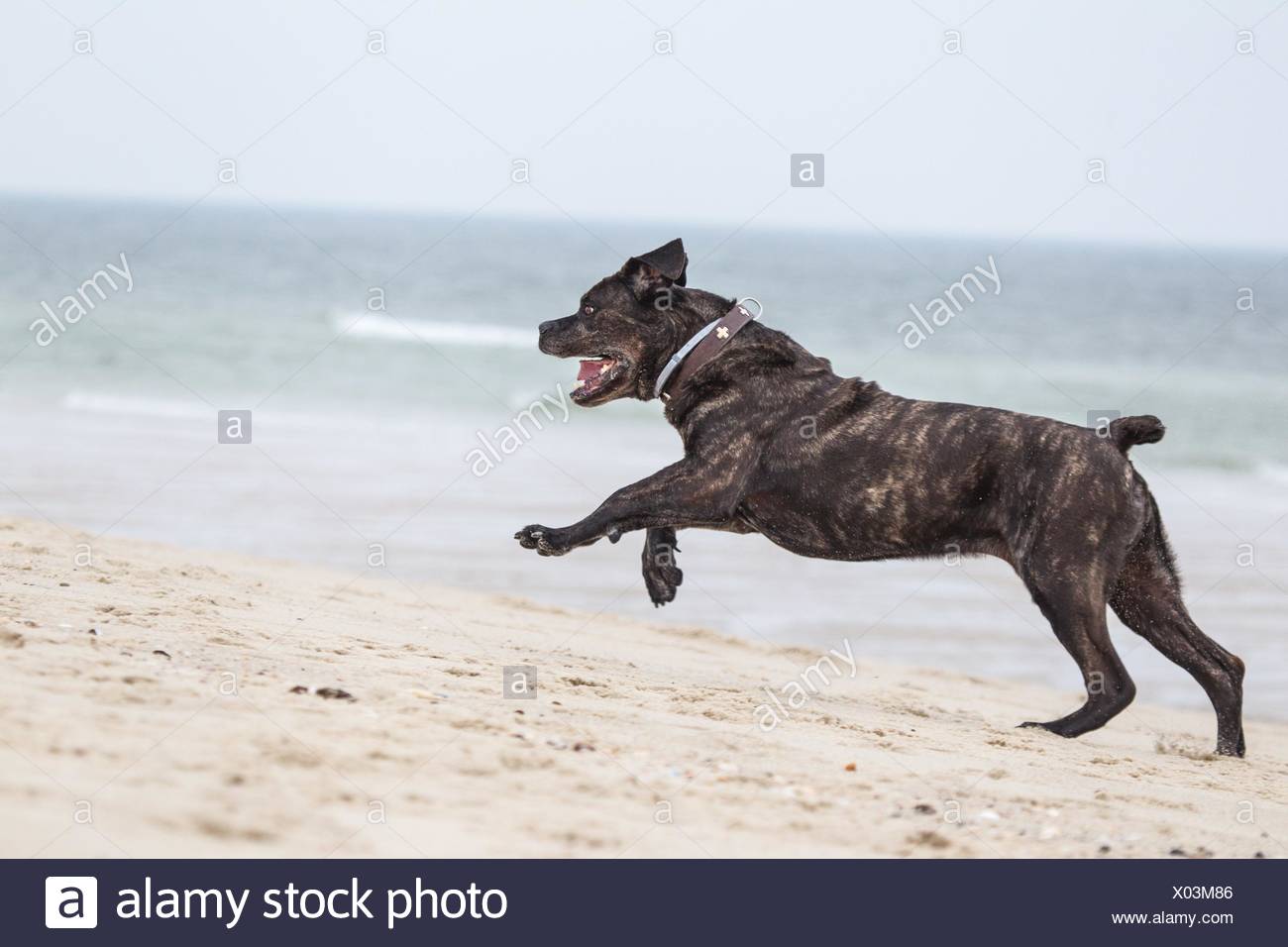 cane corso running