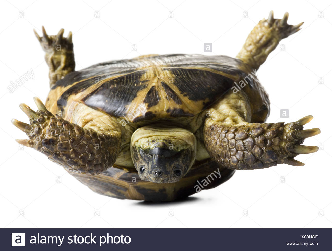 Upside Down Tortoise Stock Photo Alamy