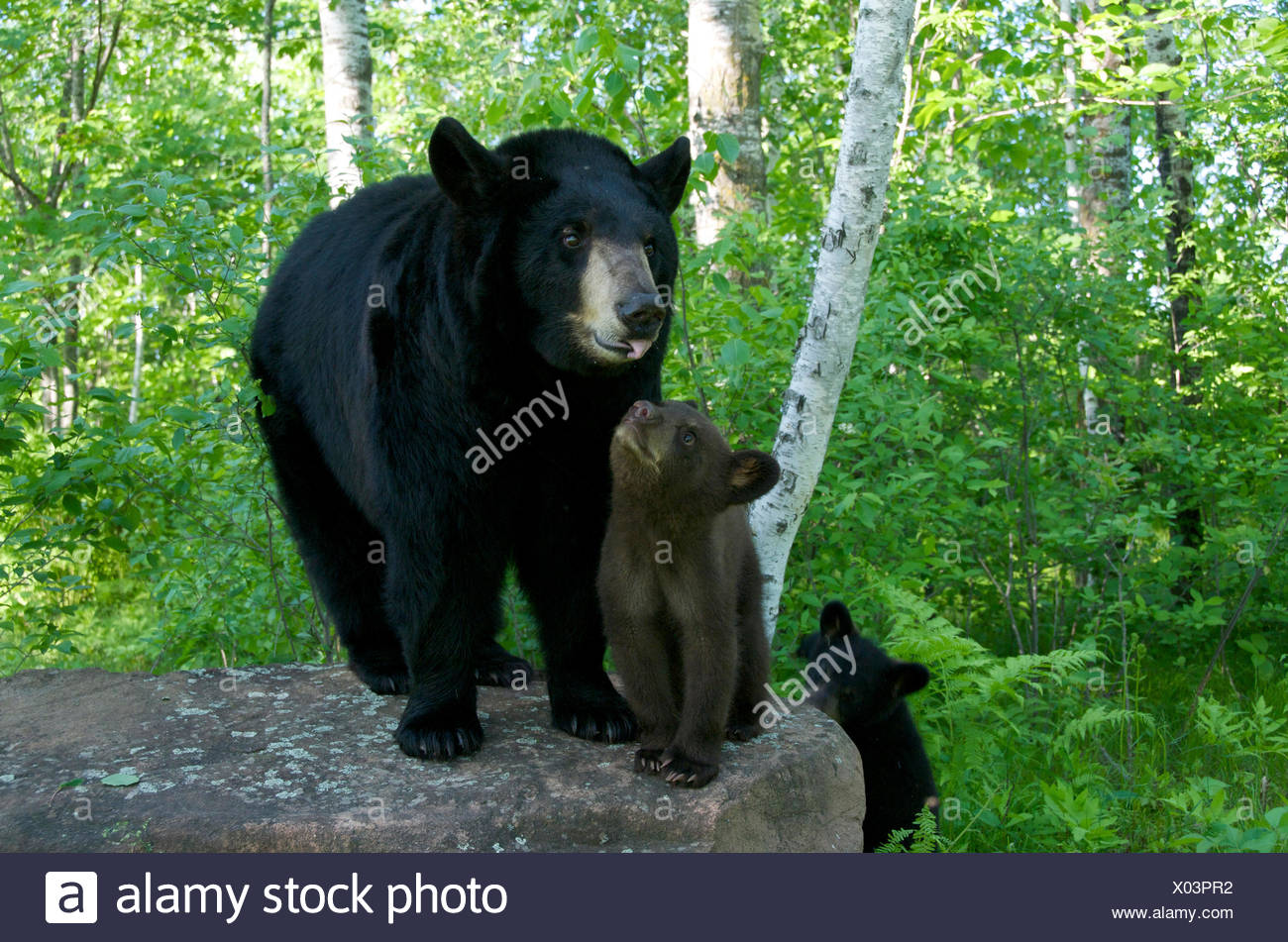 Black Bear Cubs Tree High Resolution Stock Photography and Images - Alamy