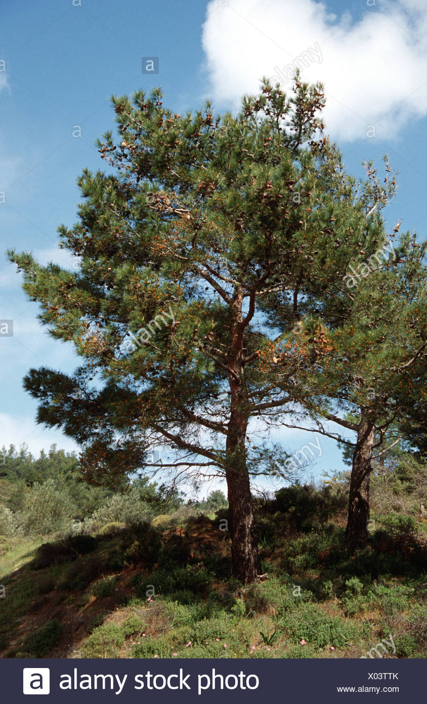 aleppo pine (Pinus halepensis), singel tree, Spain Stock Photo Alamy