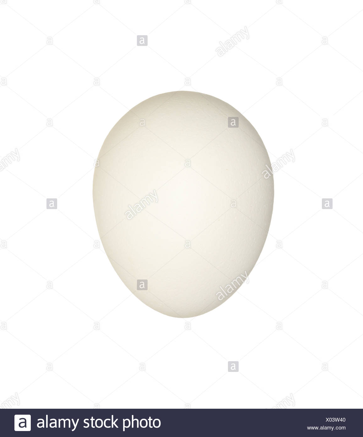 Owl Egg Stock Photos Owl Egg Stock Images Alamy