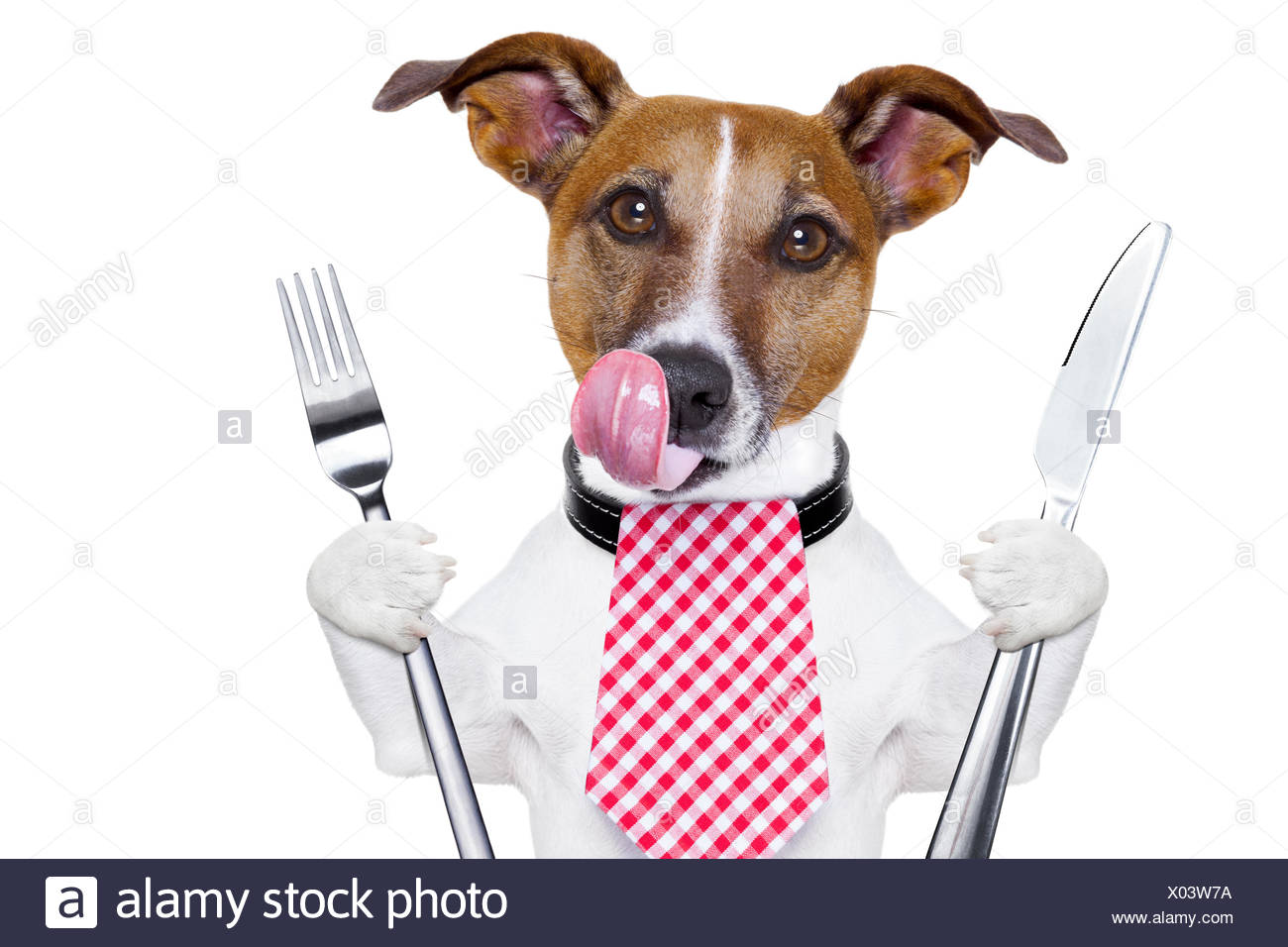 Hungry Dog Stock Photos Hungry Dog Stock Images Alamy