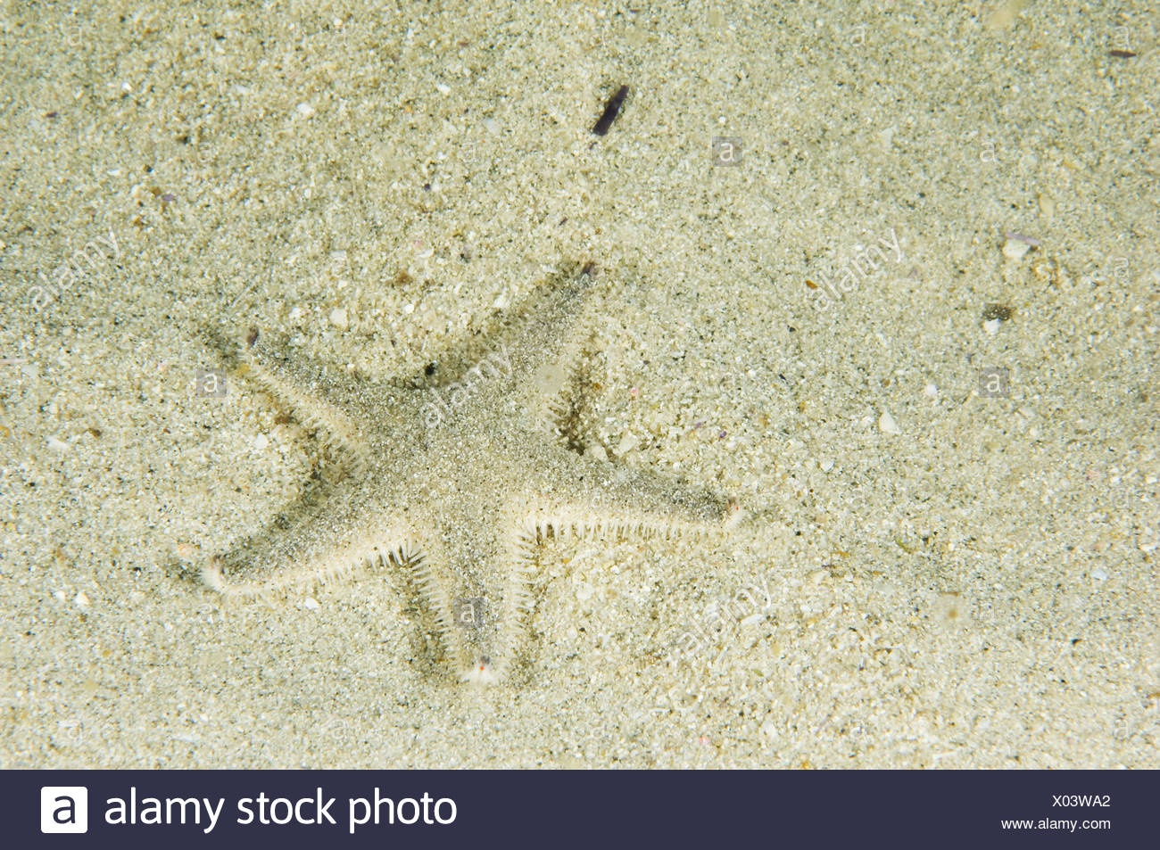 A Starfish In The Sand On The Ocean Floor Off San Miguel Island