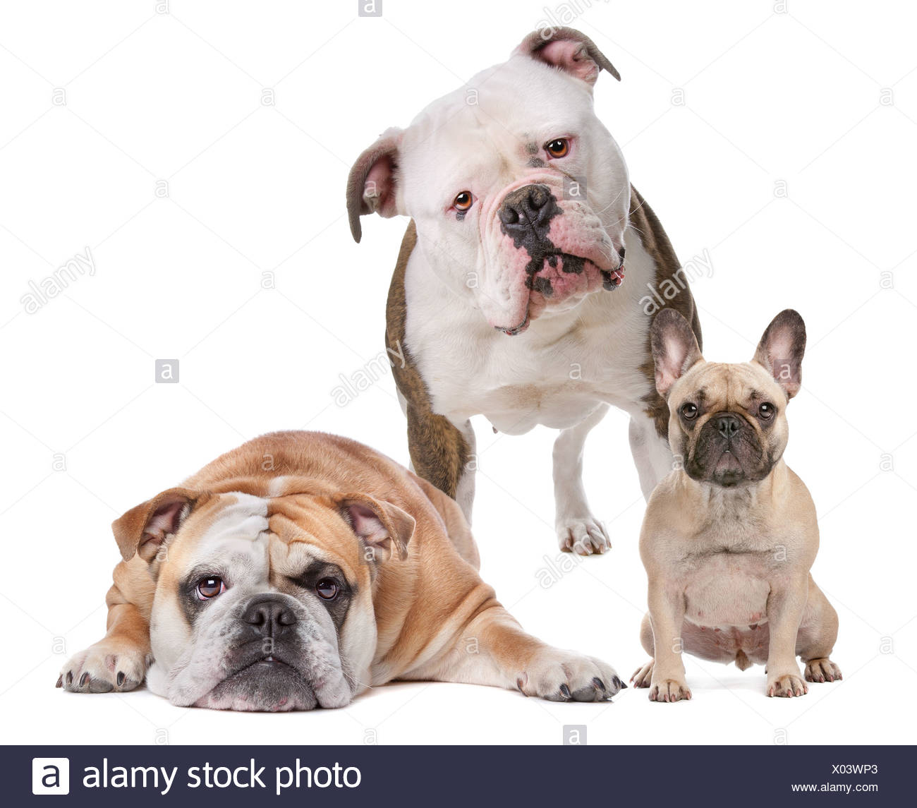The Bulldog Family French Bulldog American Bulldog And English