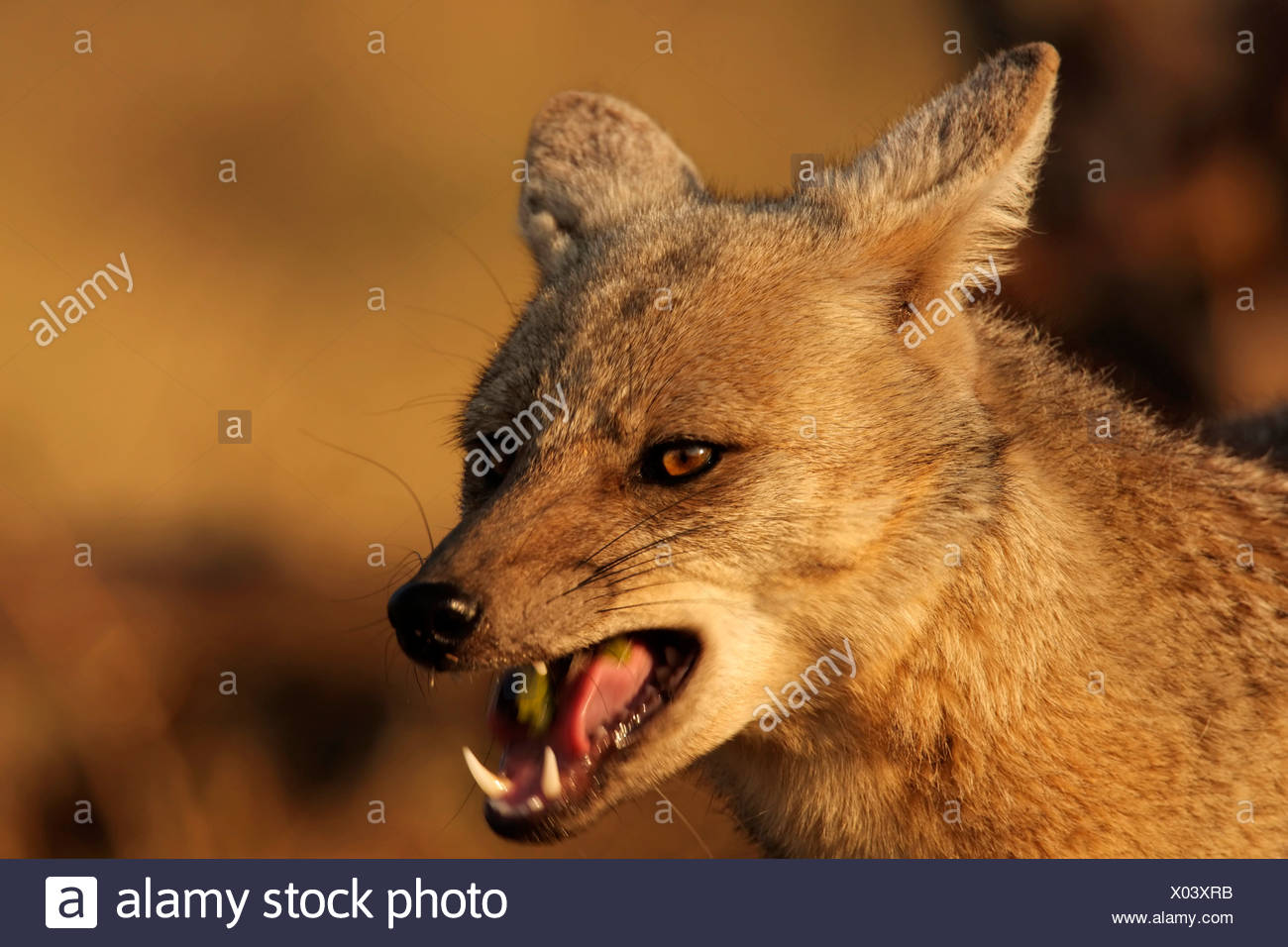 Side Striped Jackal Canis Adustus High Resolution Stock Photography And