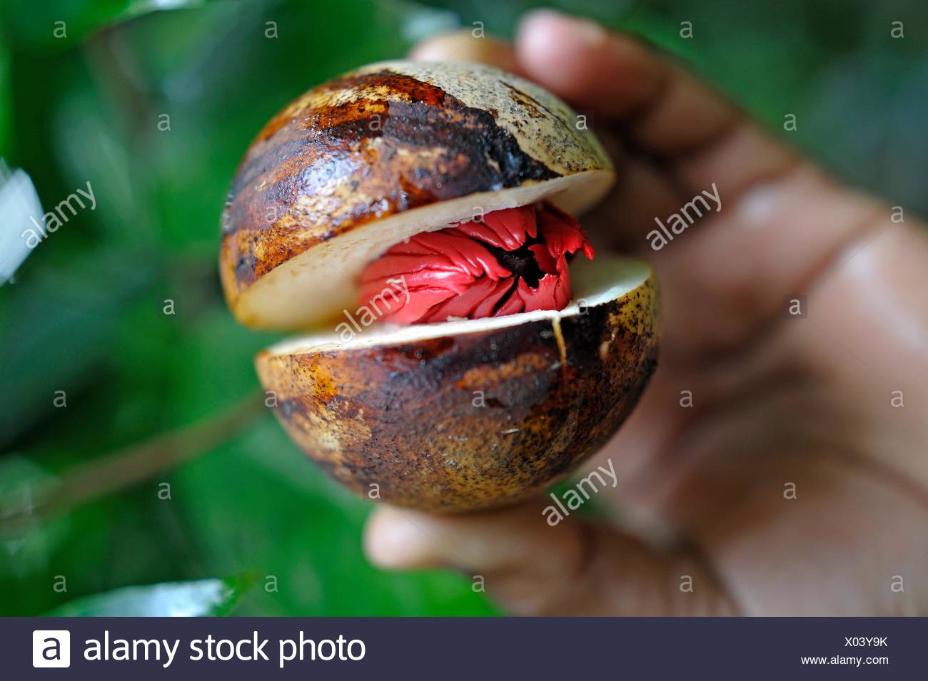 Mace Myristica Fragrans Stock Photos & Mace Myristica Fragrans Stock