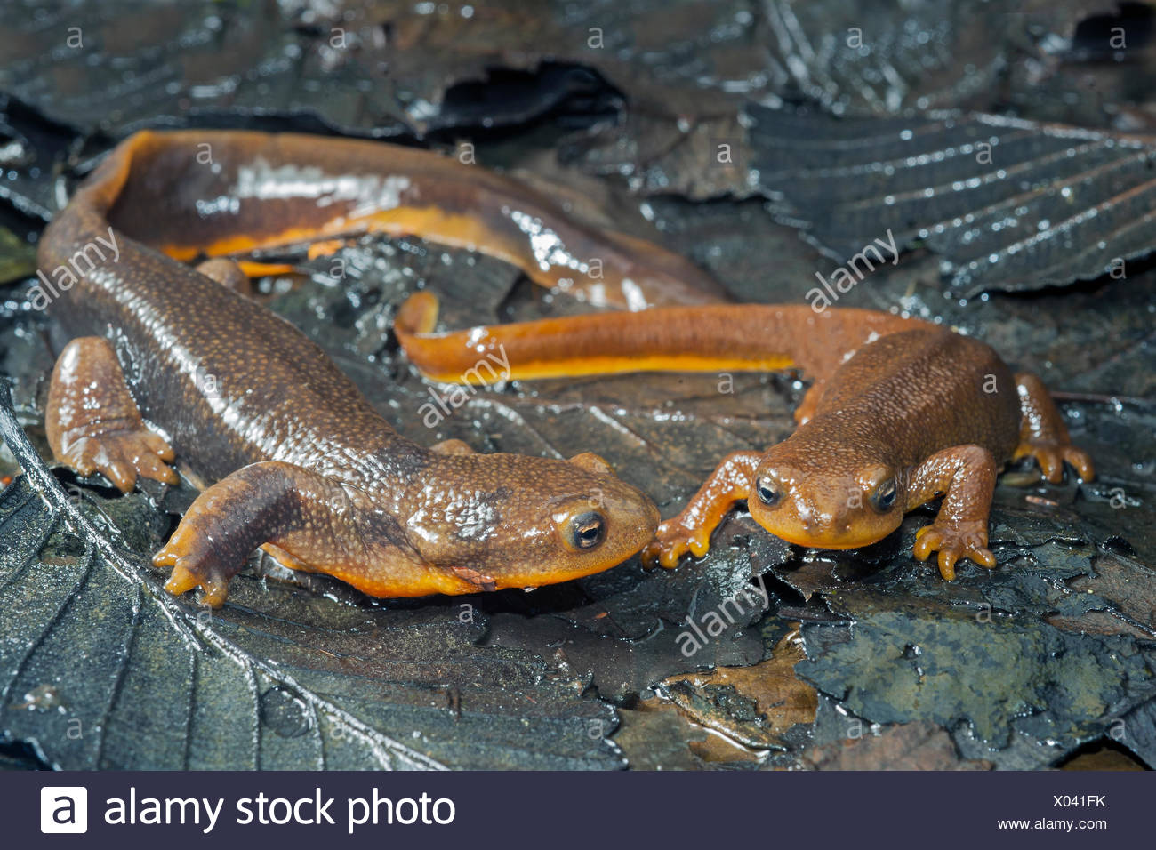 Rough Skinned Newts High Resolution Stock Photography and Images - Alamy