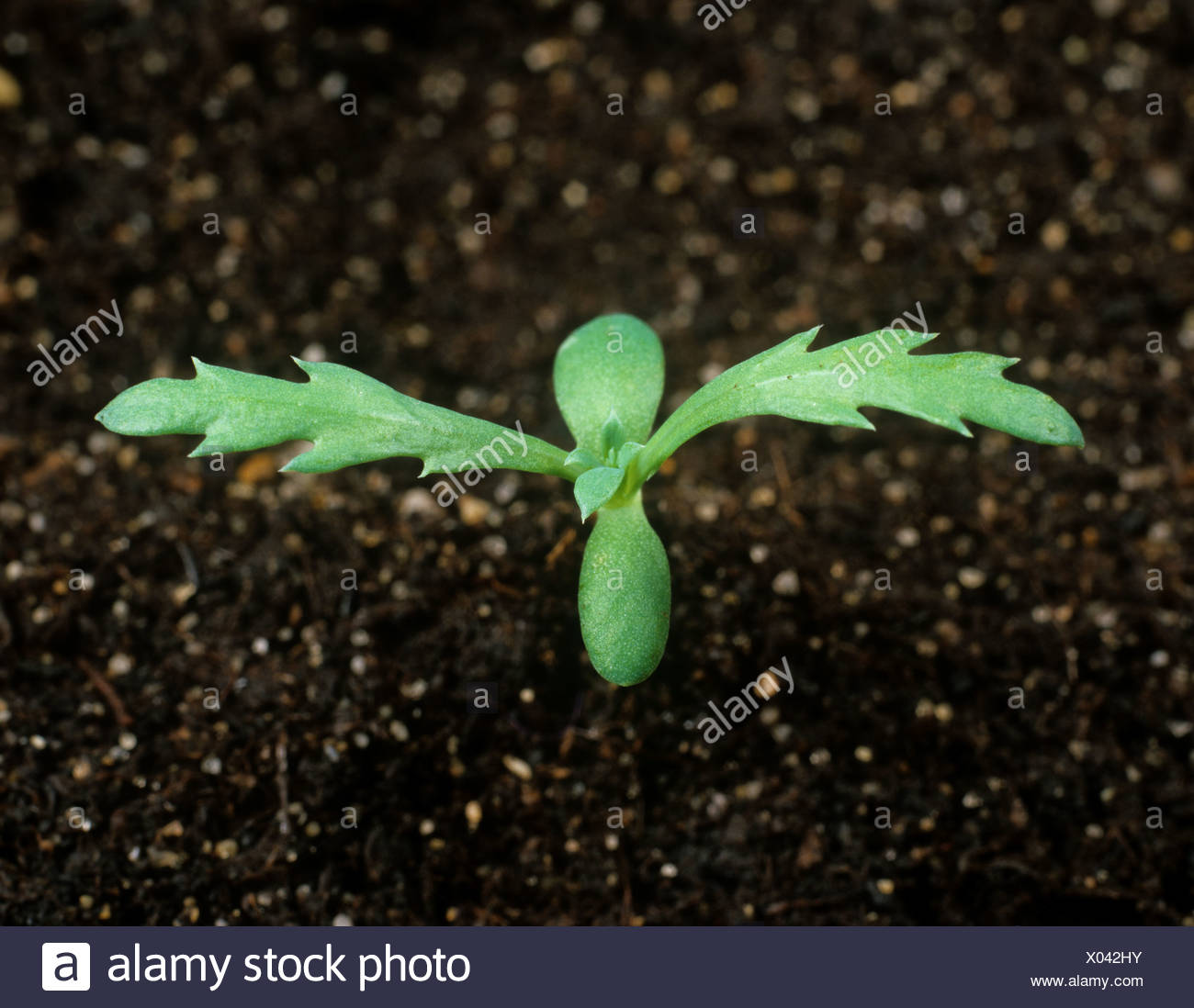 Corn Marigold Chrysanthemum Segetum Seedling With Two True Leaves Stock Photo Alamy
