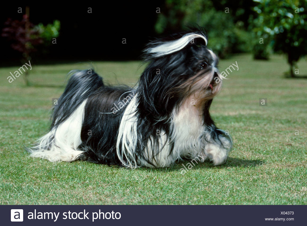 Adult Shih Tzu Running In Yard Ireland Stock Photo 275456247 Alamy