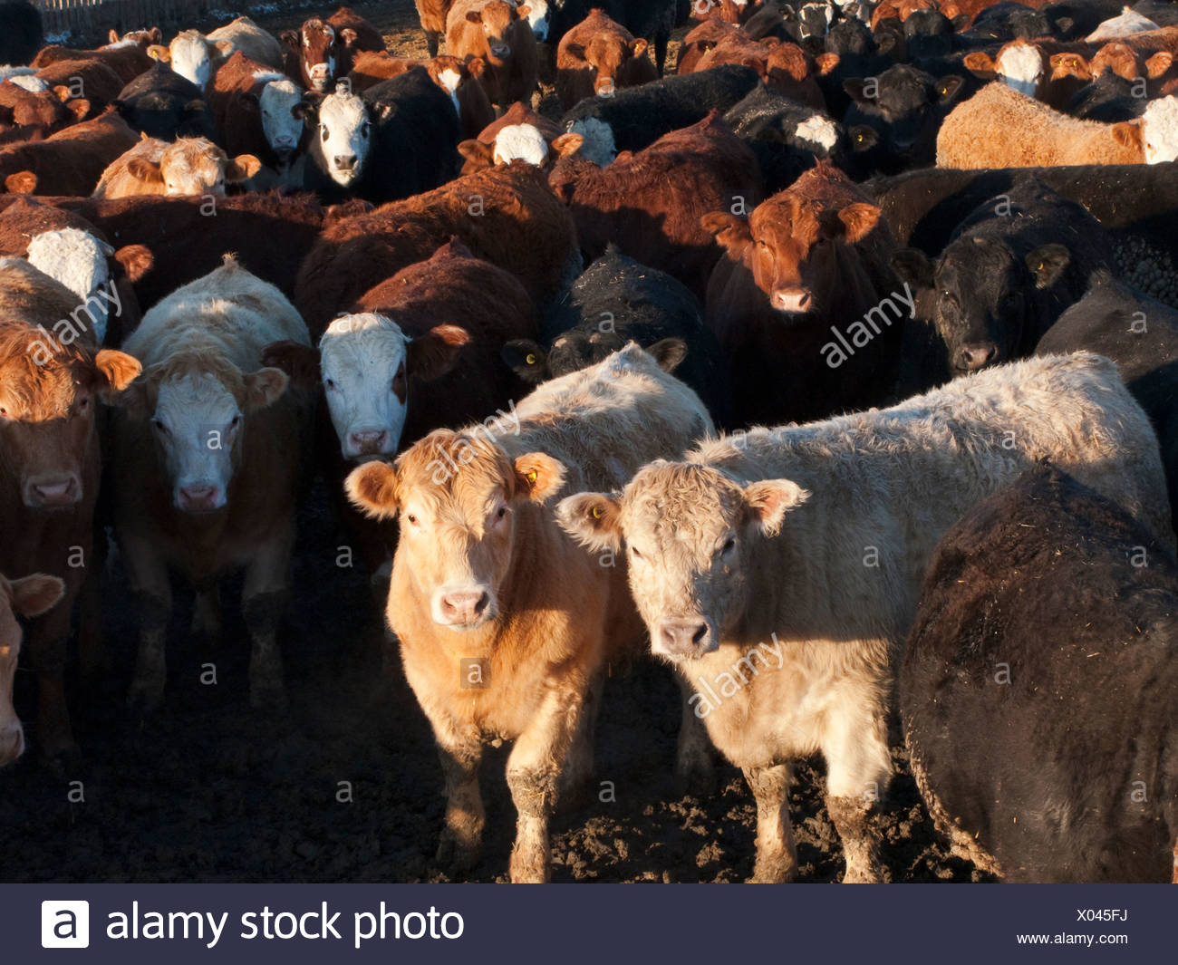 Cattle Feedlot Canada High Resolution Stock Photography and Images Alamy