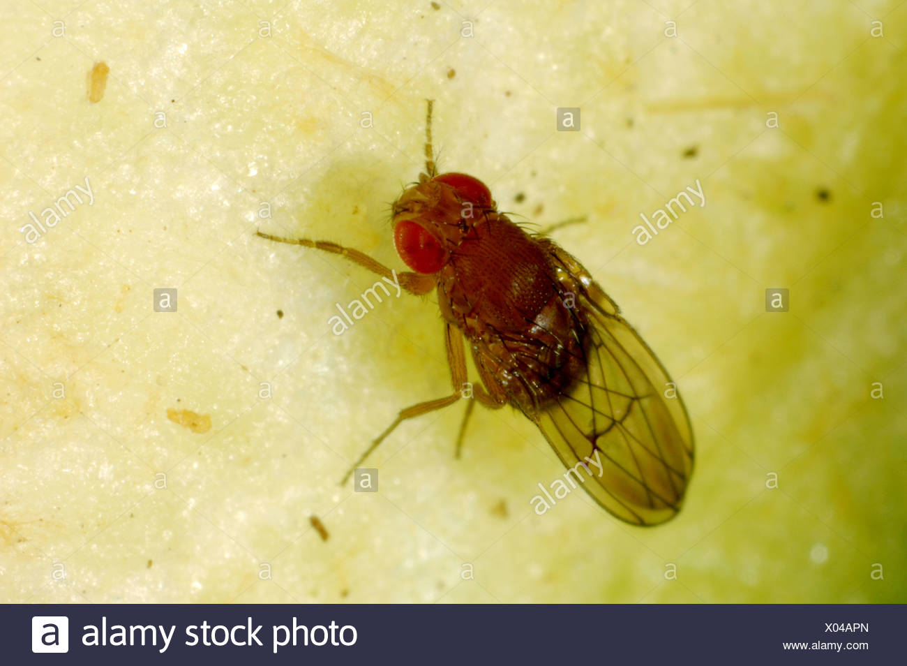 Drosophila Melanogaster Eyes High Resolution Stock Photography and ...