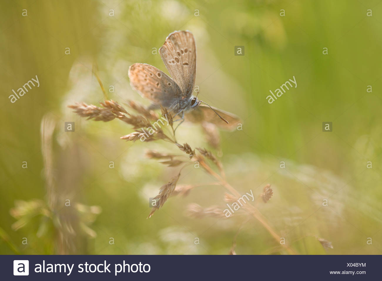 Common Blue (Polyommatus icarus), Thuringia, Germany Stock Photo