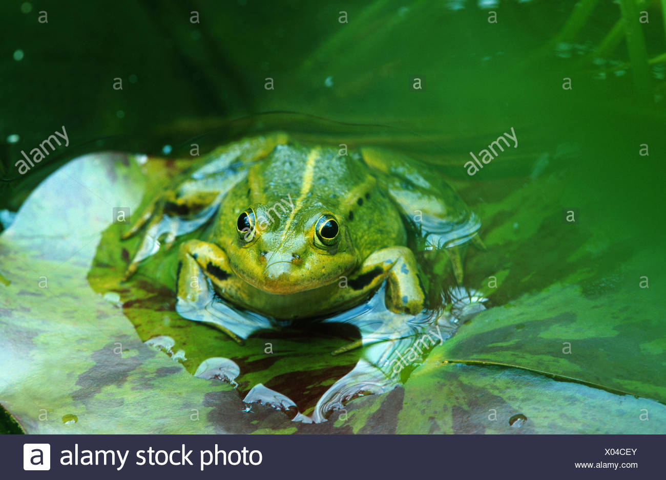 European Edible Frog Rana Esculenta Sitting On A Floating Leaf Germany North Rhine Westphalia Bielefeld Stock Photo Alamy