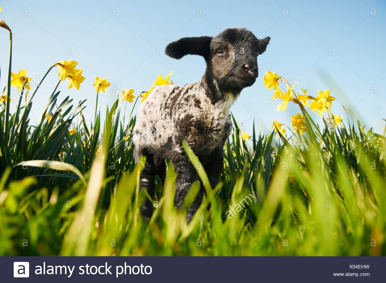 Lamb walking in field of flowers Stock Photo