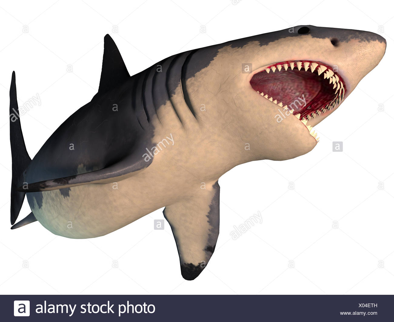 Megalodon Shark On White Stock Photo Alamy Megalodon Shark On White Stock Photo Alamy