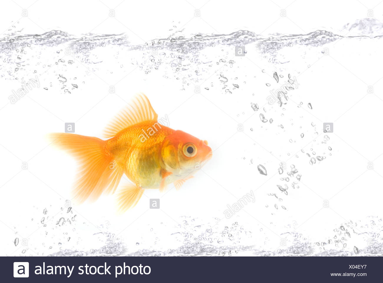 Gold Fish Stock Photo 275465435 Alamy