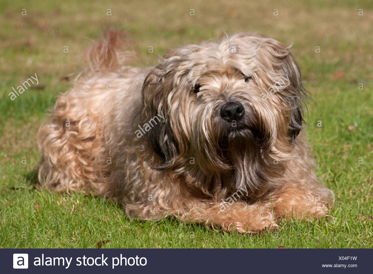 Irish Soft Coated Wheaten Terrier Adult Dog Lying N Garden Stock