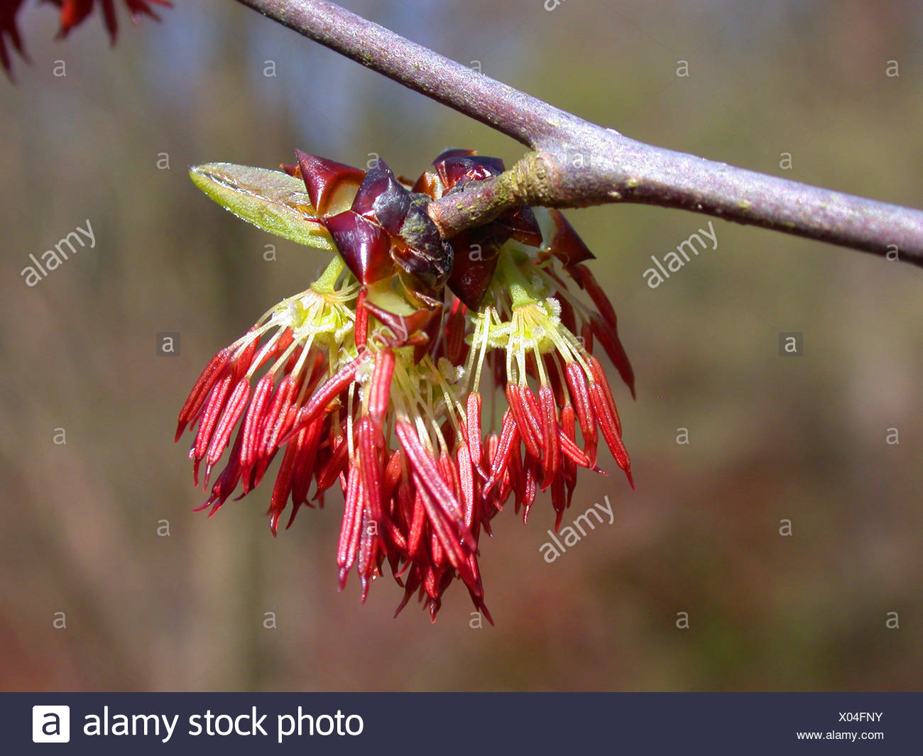 Unisexual Flowers Stock Photos & Unisexual Flowers Stock Images Alamy