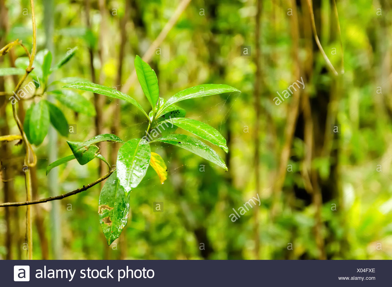 Central Suriname Nature Reserve High Resolution Stock Photography and ...