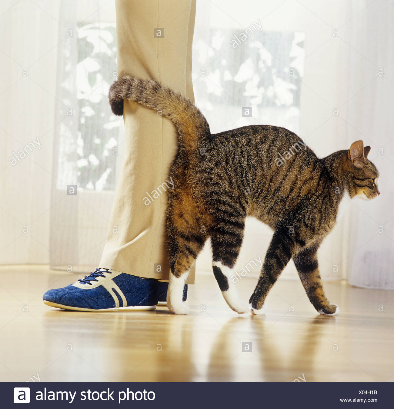 Cat Rubbing Stock Photos & Cat Rubbing Stock Images Alamy