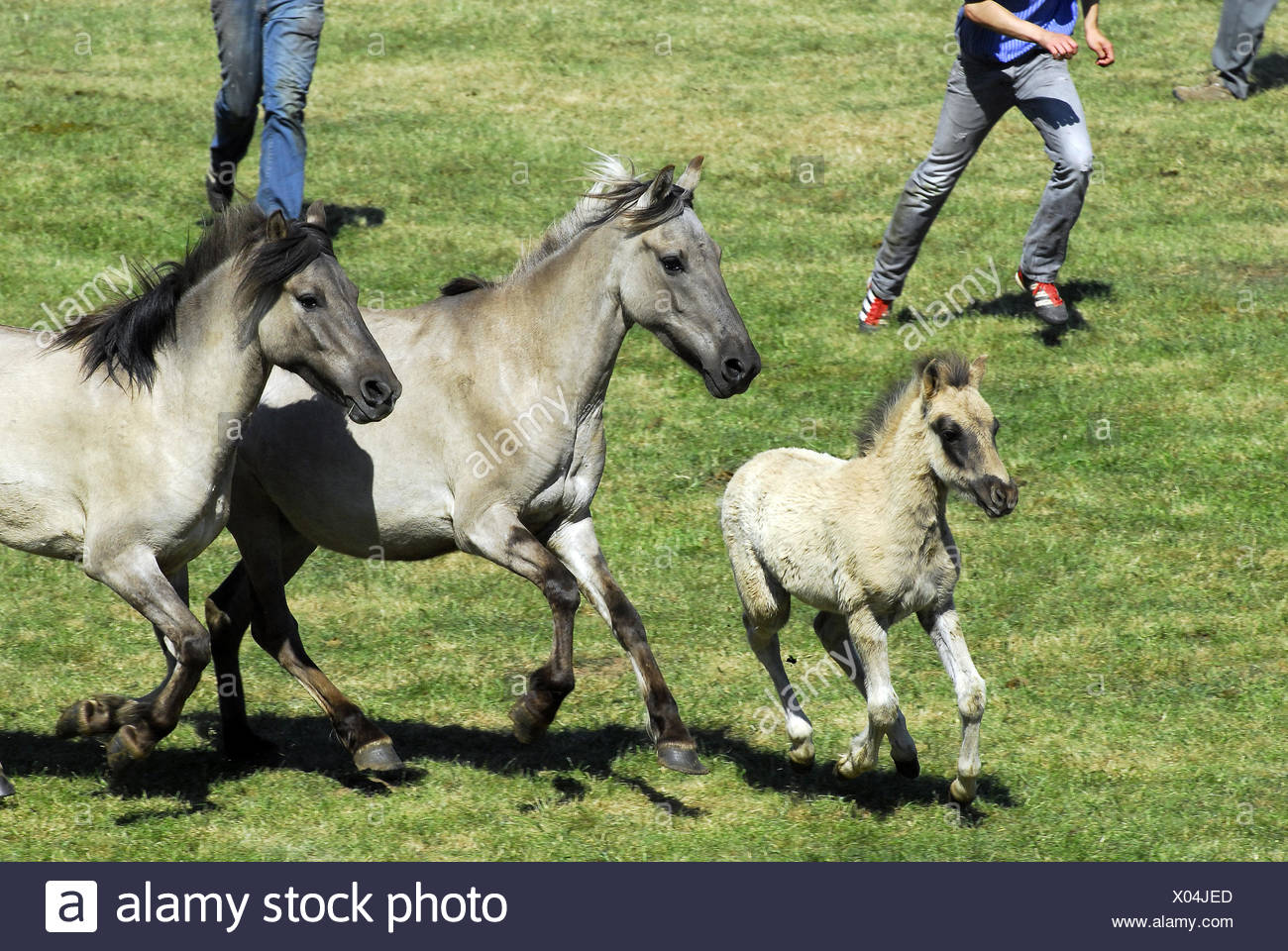 Pferdebild Stock Photos Pferdebild Stock Images Alamy