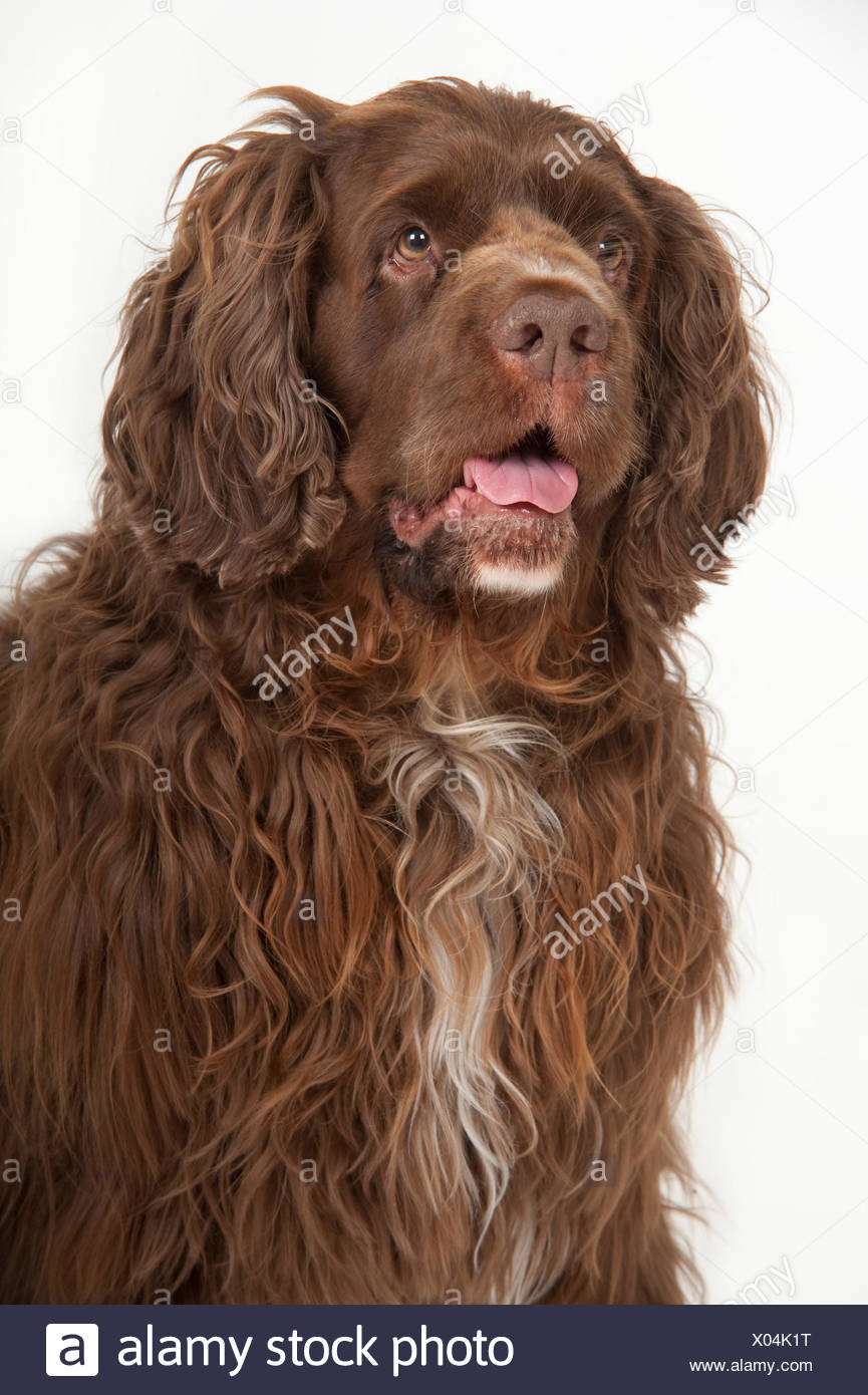 sprocker spaniel for sale